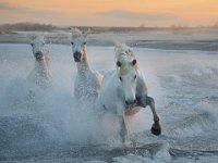 698 - DANS LES VAGUES - VEKEMANS MURIEL - belgium <div : 2016, Camargue, Plage, chevaux, sunset